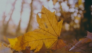 Picture of leaves